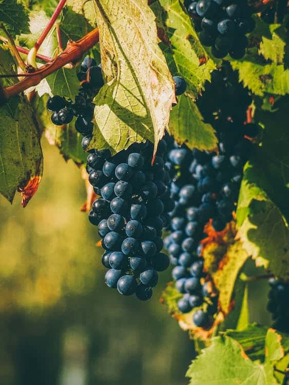 grappoli di uva rossa da vicino